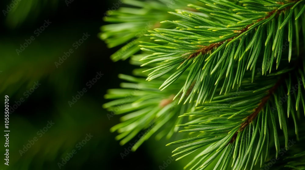 A tight shot of pine tree needles, with a softly blurred backdrop of more needles A tight shot of pine tree needles, with a softly blurred backdrop of more needles