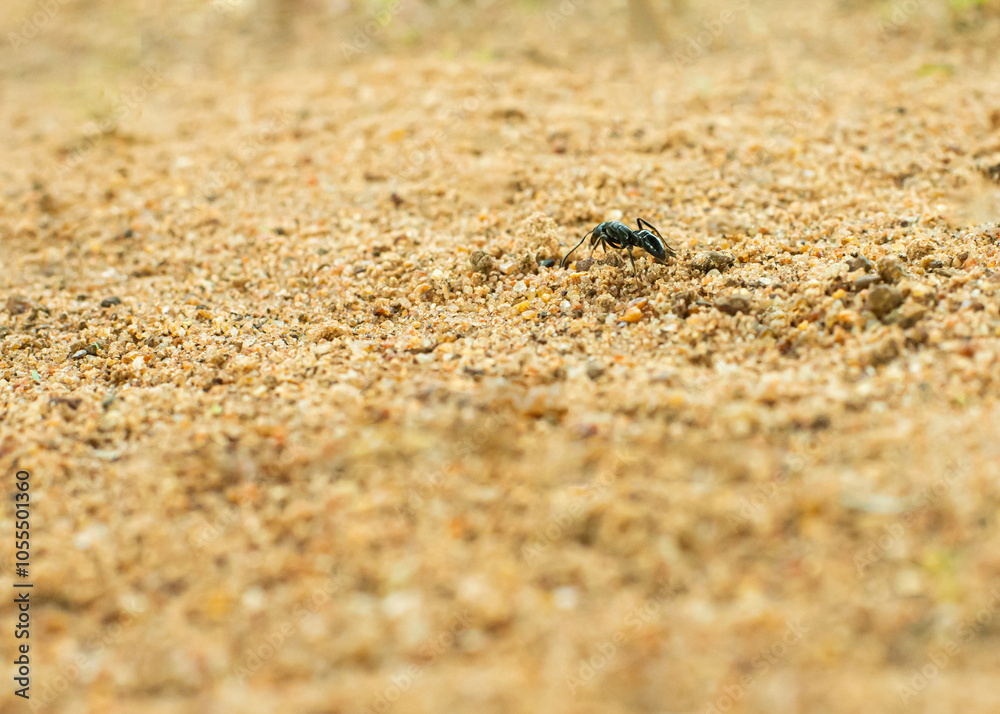 A close-up of a black ant navigating sandy soil with small rocks and sparse vegetation, highlighting the resilience and determination of insect life. A close-up of a black ant navigating sandy soil with small rocks and sparse vegetation, highlighting the resilience and determination of insect life.