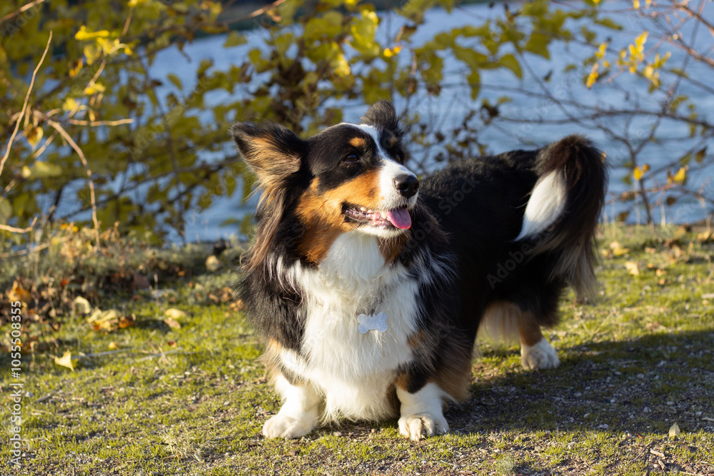 Corgi dog in a park Corgi dog in a park