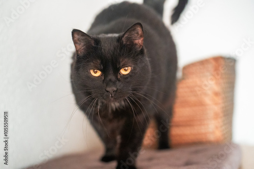 Erna - die elegante schwarze Katze mit den goldenen Augen