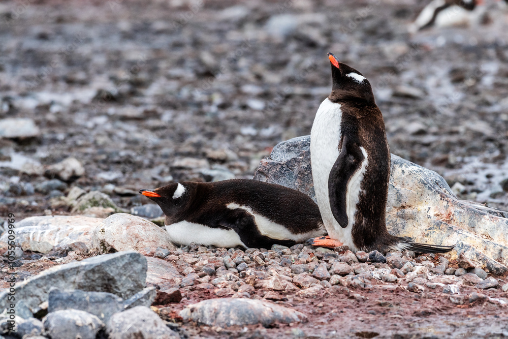 Naklejka premium Close-up of Gentoo Penguin -Pygoscelis papua- at Cuverville Island, on the Antarctic Peninsula