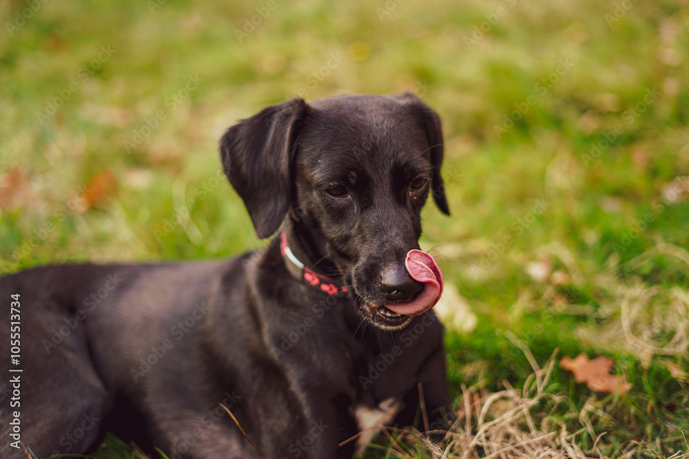 Black young dog on the grass. Close up. Black young dog on the grass. Close up.