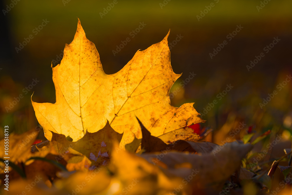autumn maple leaf on the ground in the grass autumn maple leaf on the ground in the grass
