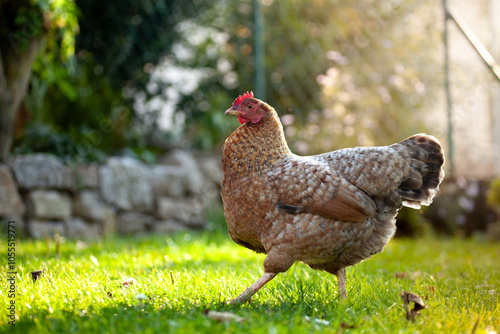 Bielefelder Kennhuhn