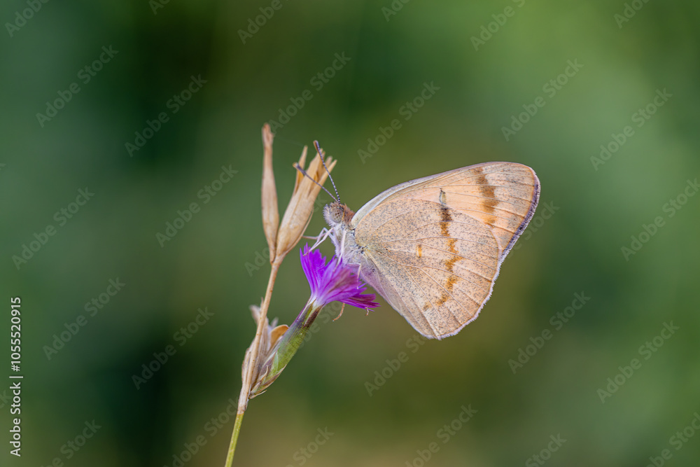 Mesopotamian Colotis butterfly (Colotis fausta)