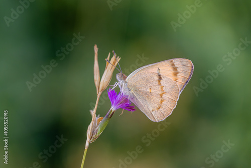 Obraz na płótnie Mesopotamian Colotis butterfly (Colotis fausta) w salonie