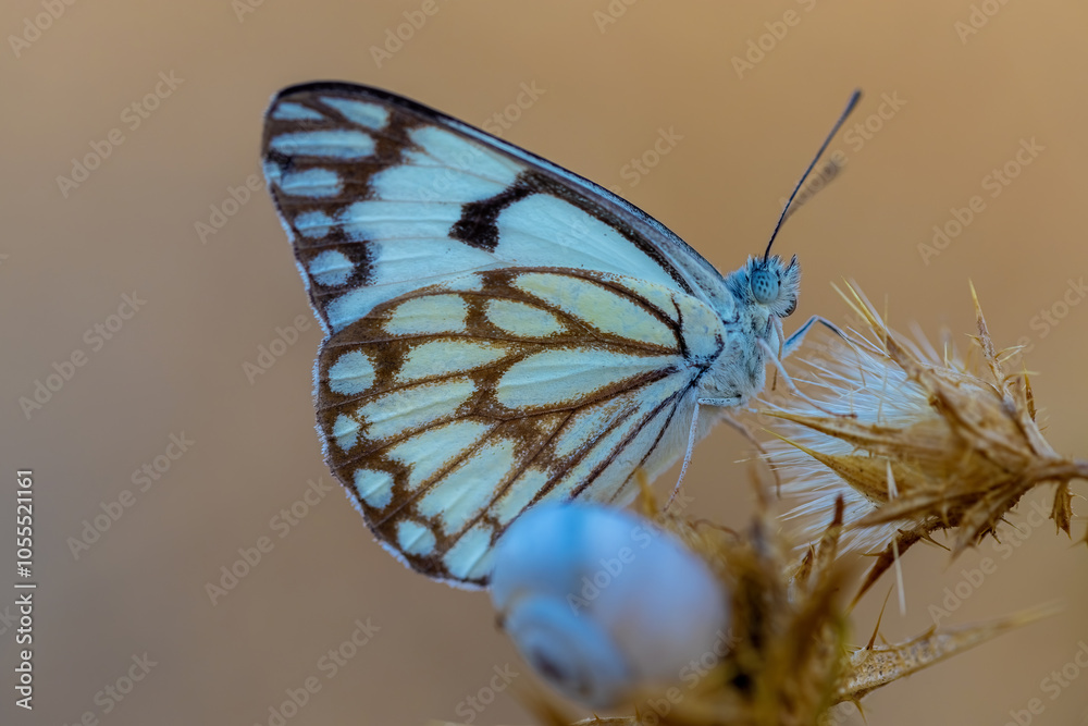 White Pioneer butterfly (Belenois aurota)