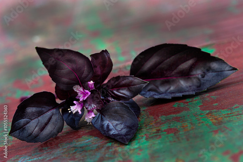 Fresh purple basil leaves on old paint wooden background wooden background