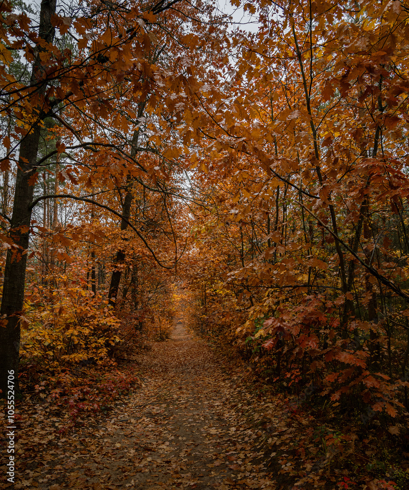 Obraz premium Golden Autumn Forest Path with Vibrant Foliage