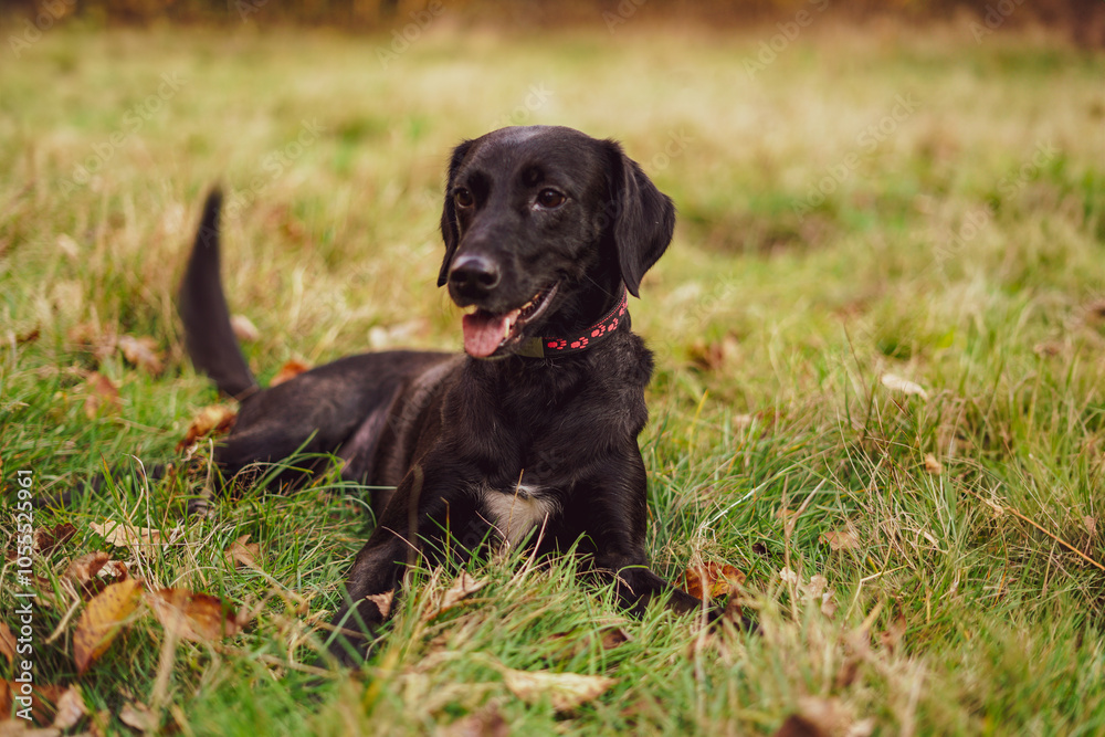 Black dog on the grass. Close up. Black dog on the grass. Close up.