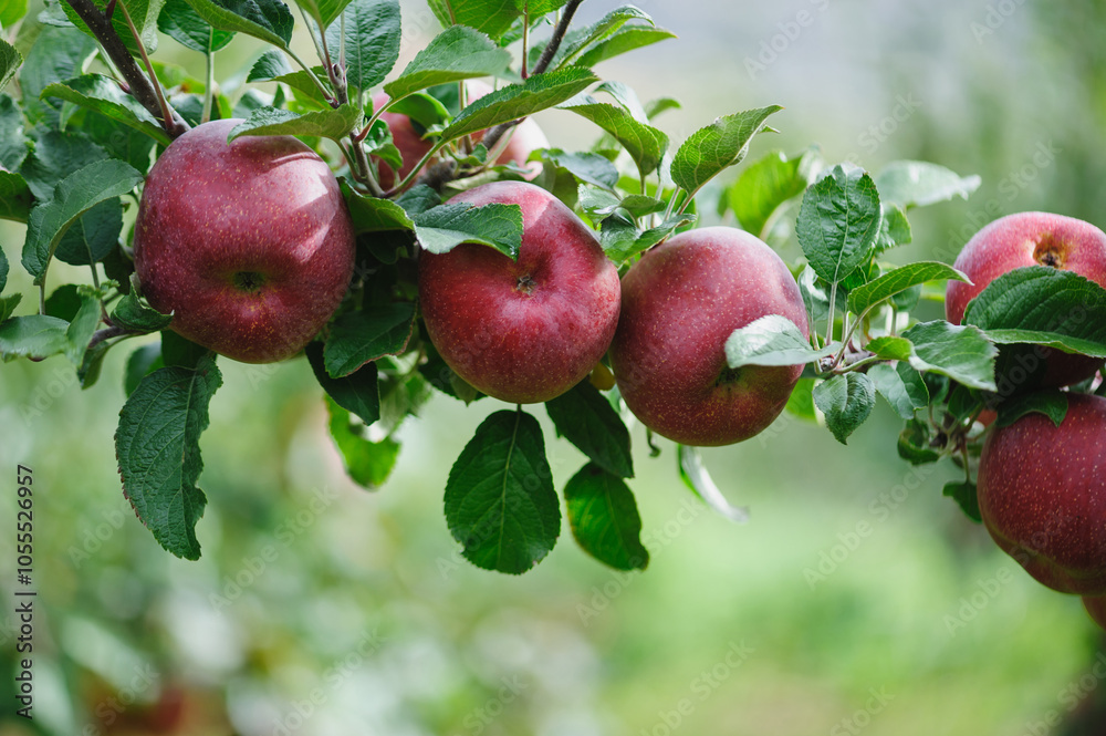 Obraz premium Red apples grow on tree in garden