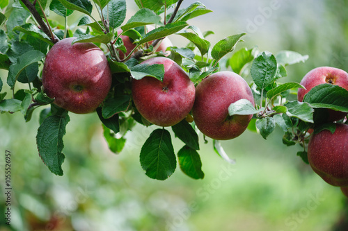 Red apples grow on tree in garden photo