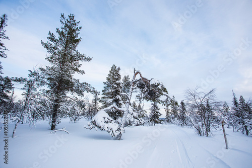 Winter landscape in Pallas Yllastunturi National Park, Lapland, Finland photo