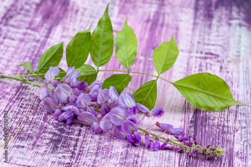 On a wooden, dark-colored table, lies a beautiful purple wisteria flower.