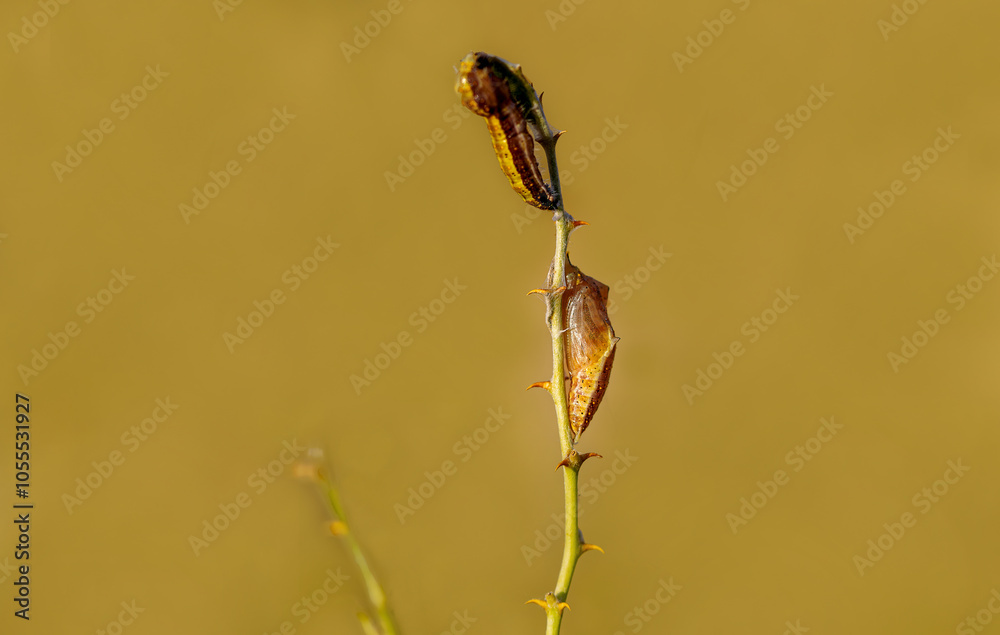 White Pioneer butterfly caterpillar and pupa (Belenois aurota)