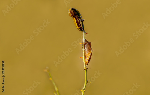 Obraz na płótnie White Pioneer butterfly caterpillar and pupa (Belenois aurota) w salonie