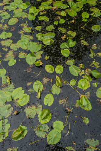 Blätter von Seerosen im Teich