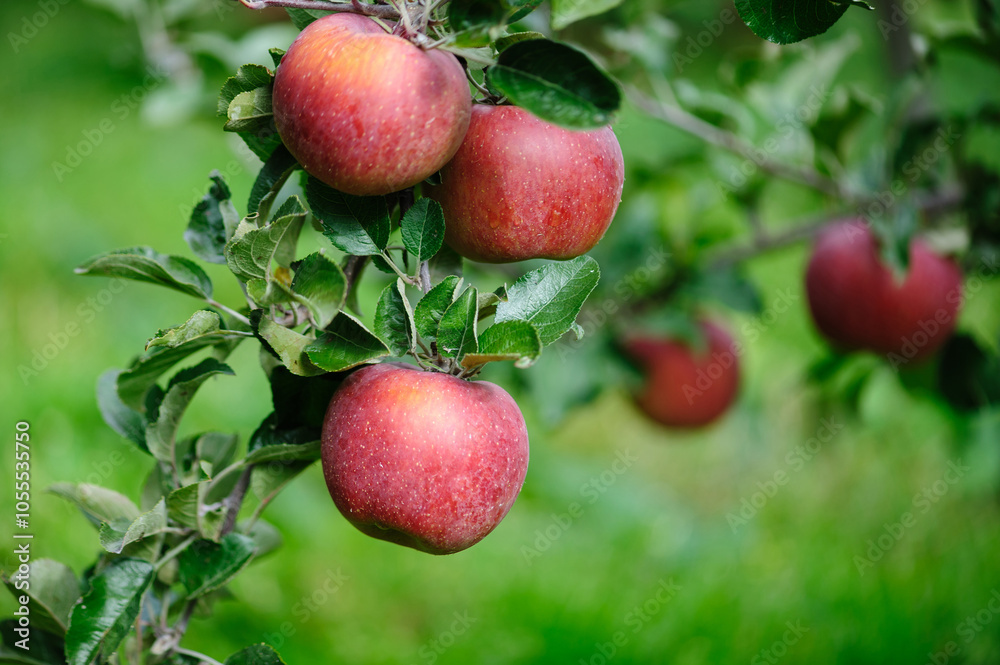 Red apples grow on tree in garden Red apples grow on tree in garden