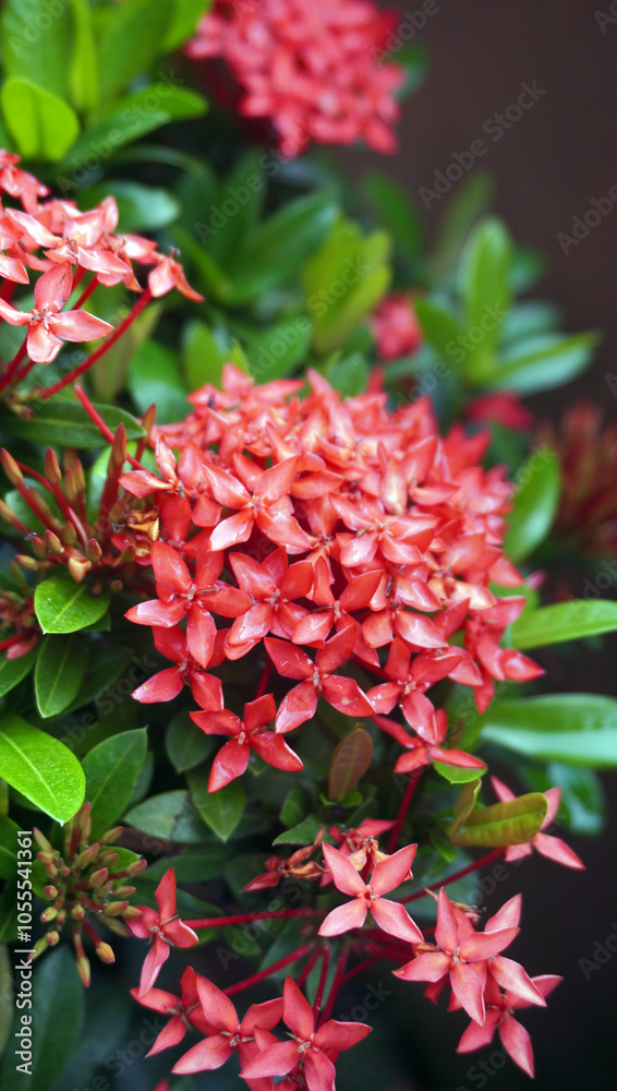 Ixora javanica (ASOKA FLOWER) or Ixora flower Ixora javanica (ASOKA FLOWER) or Ixora flower