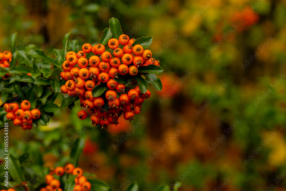 Obraz premium Yew berry. Taxus Yew Shrubs. Red berries on yew tree branch in the garden in autumn. Seasonal holidays. Nature bright autumnal harvest close-up