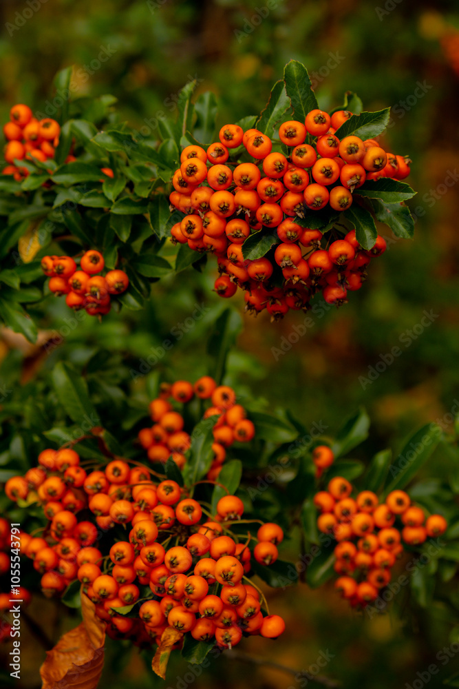 Yew berry. Taxus Yew Shrubs. Red berries on yew tree branch in the garden in autumn. Seasonal holidays. Nature bright autumnal harvest close-up Yew berry. Taxus Yew Shrubs. Red berries on yew tree branch in the garden in autumn. Seasonal holidays. Nature bright autumnal harvest close-up