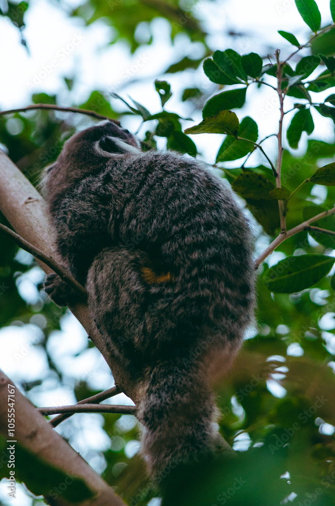 Fototapeta premium Rio de Janeiro - Mico Monkeys