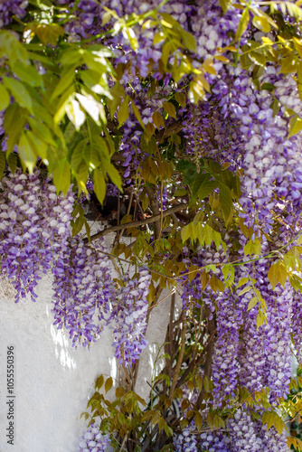 Wallpaper Mural close-up of blooming wisteria on the facade of a house Torontodigital.ca