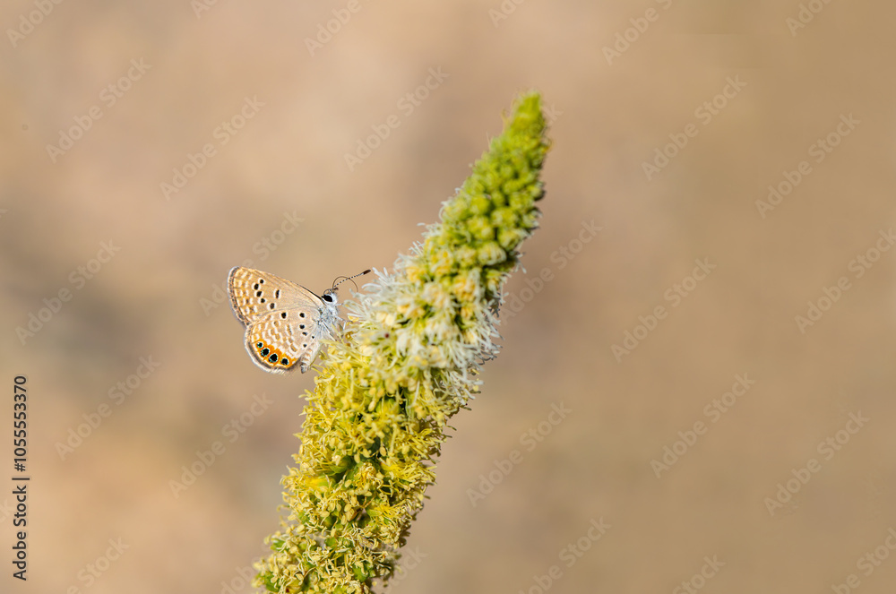 Jewel Butterfly (Chilades trochylus) on a plant