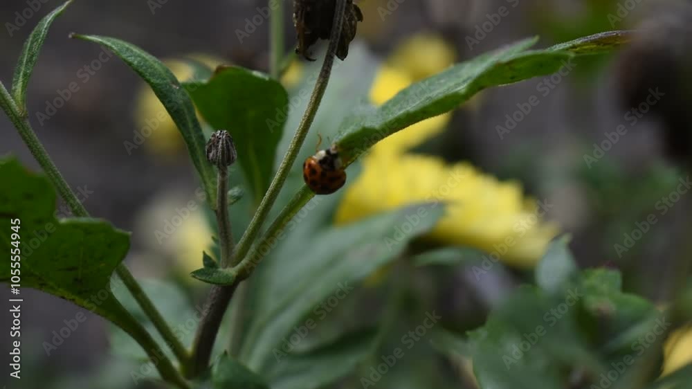 ladybug on a leaf ladybug on a leaf