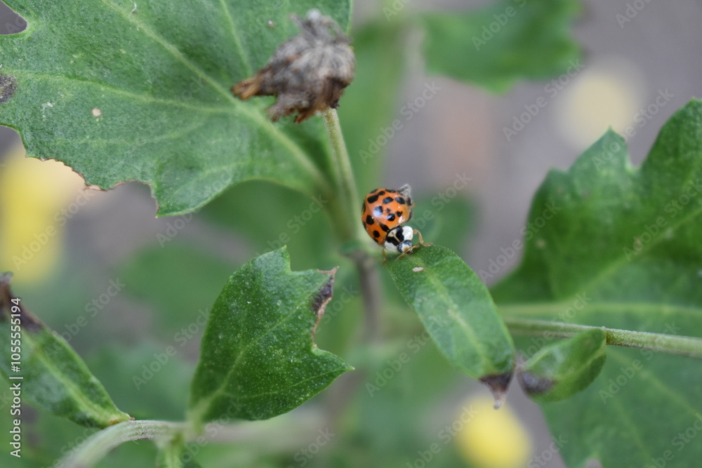 ladybug on a leaf ladybug on a leaf