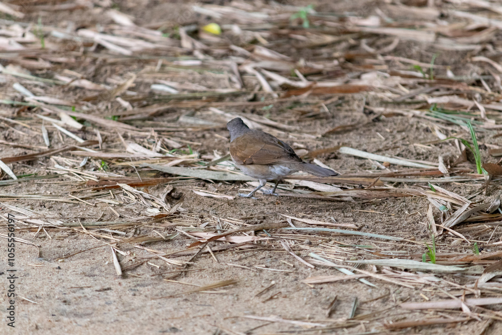 Pale-breasted thrush on the dirt floor in the park.