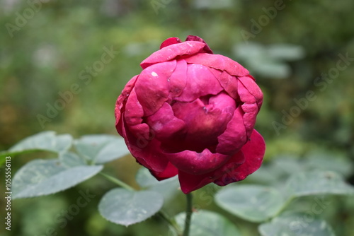 Wallpaper Mural red rose in the garden Torontodigital.ca