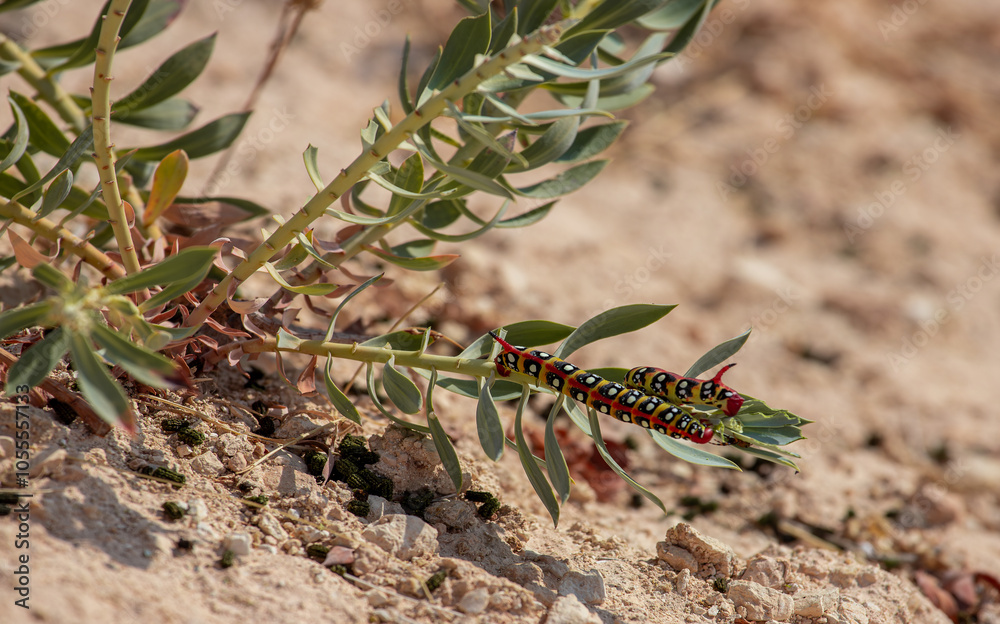 Euphorbia hawk moth (Hyles euphorbiae)