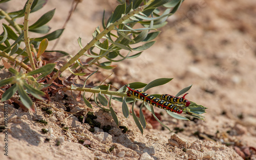 Obraz na płótnie Euphorbia hawk moth (Hyles euphorbiae) w salonie