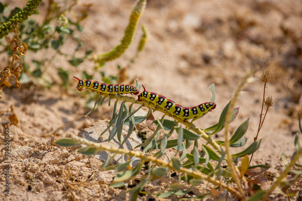 Euphorbia hawk moth (Hyles euphorbiae)
