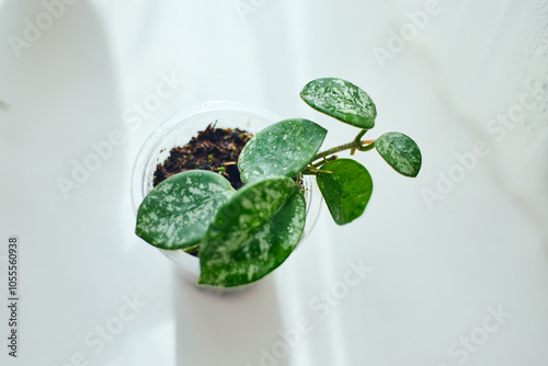 Quadro su tela Young rooted cuttings of different varieties of Hoya Matilda splash in small pots, house flower, liana