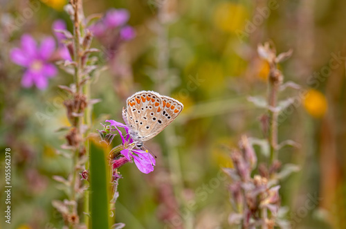 Brown Multi-Eyed Butterfly (Polyommatus agestis) photo