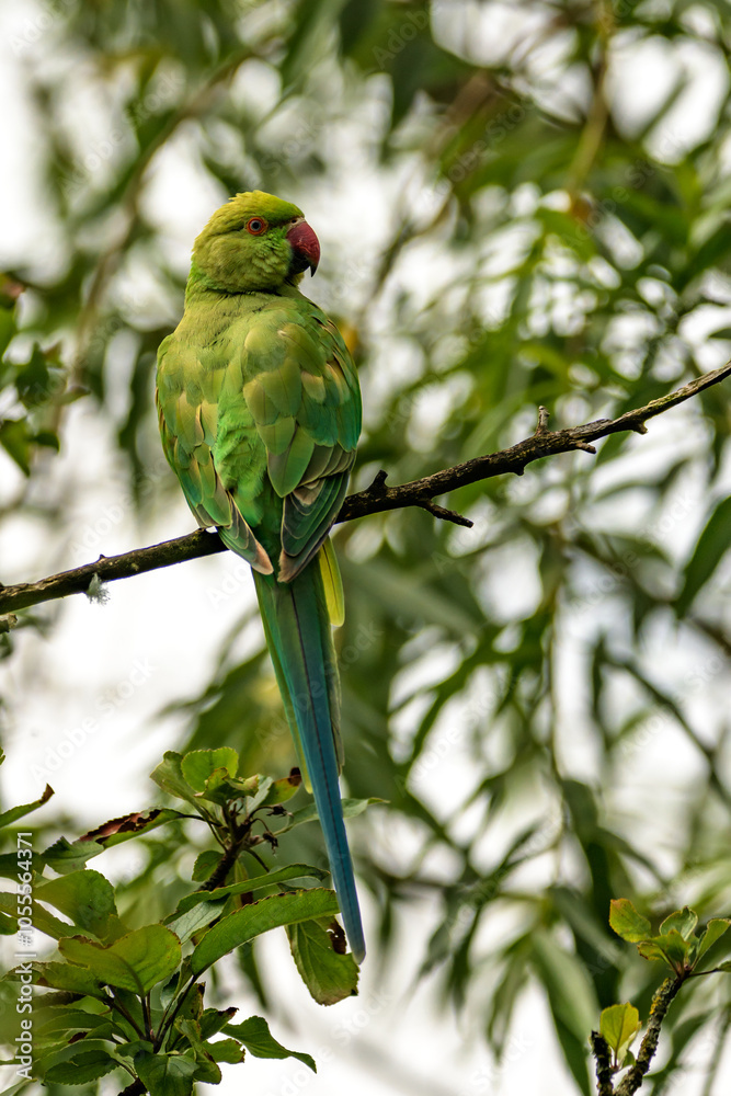 Parakeet a green parrot in a tree