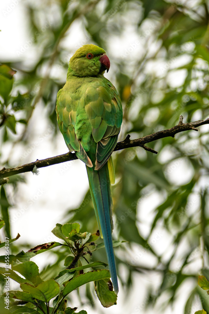 Parakeet a green parrot in a tree