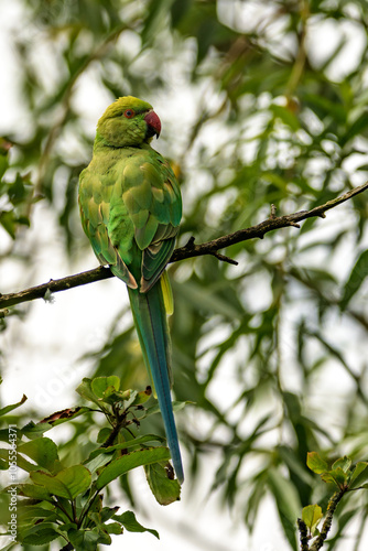 Obraz na płótnie Parakeet a green parrot in a tree w salonie