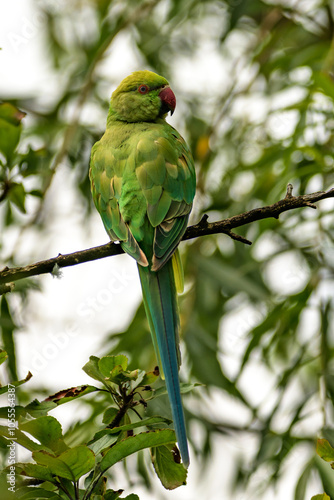 Obraz na płótnie Parakeet a green parrot in a tree w salonie