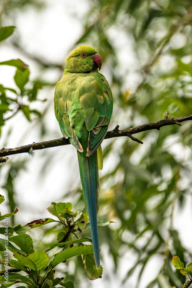 Parakeet a green parrot in a tree