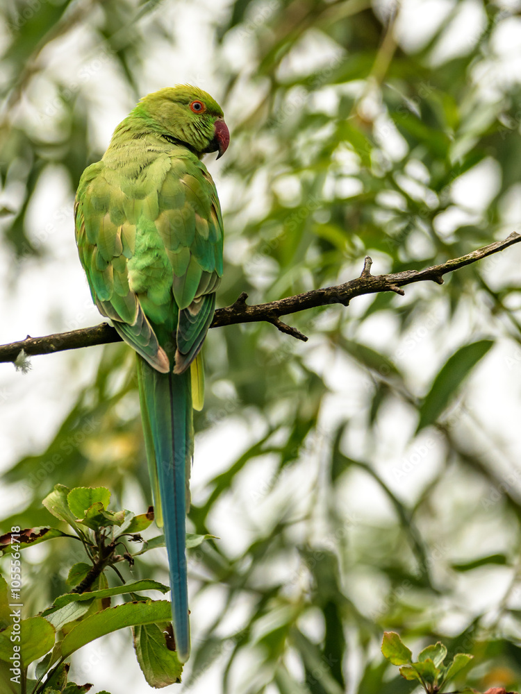 Parakeet a green parrot in a tree