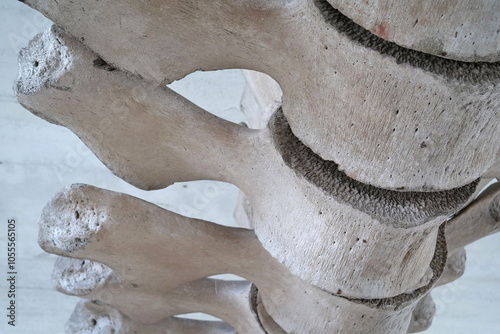 Big grey skeleton of big blue whale. Whale spine. Real whale bones. Balaenoptera photo