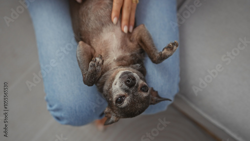 A young woman cuddles her chihuahua at home, showcasing affection and companionship indoors.