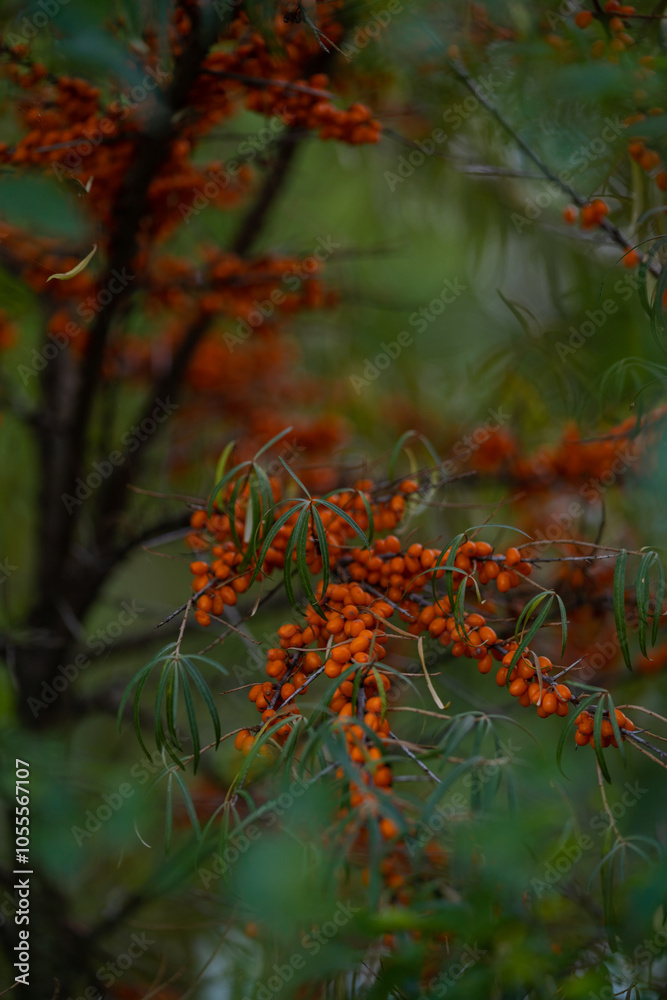 Ripe fruits of Hippophae rhamnoides grown in the garden. Seaberry medicinal plant in full season Ripe fruits of Hippophae rhamnoides grown in the garden. Seaberry medicinal plant in full season