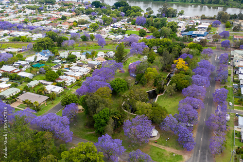 Aerial view over streets lined with colourful jacaranda trees in full bloom. Grafton, NSW 
