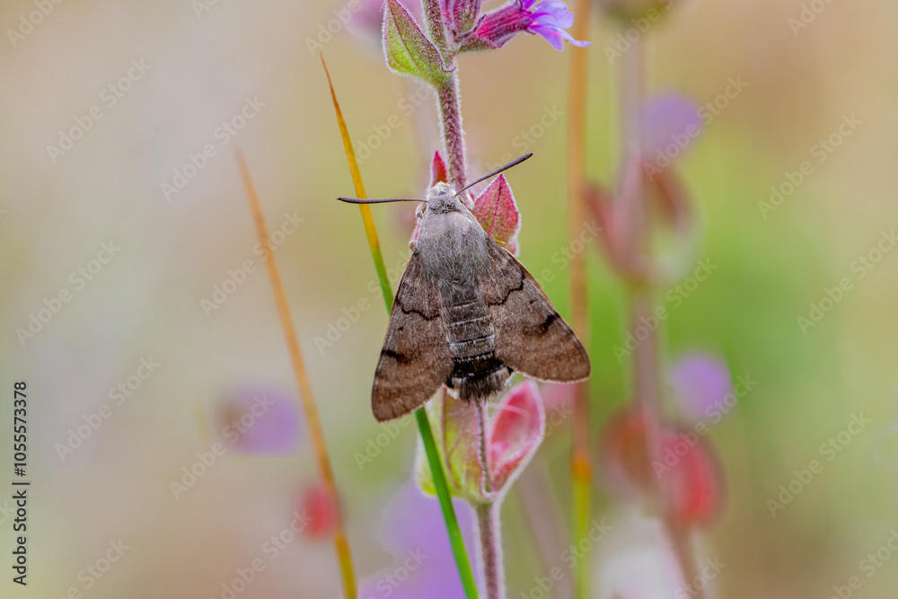 Pigeon-tailed Hawk Moth on a lilac flower