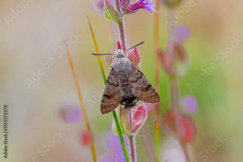 Obraz na płótnie Pigeon-tailed Hawk Moth on a lilac flower w salonie