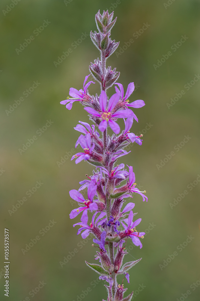 Lilac colored lythrum salicaria flower in the rural area of Siirt province, Southeastern Anatolia region